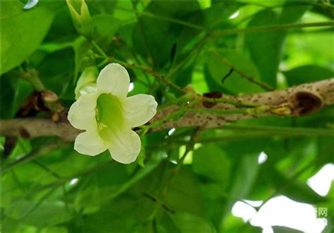 寶樹開花